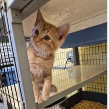 Rebel -  Domestic Short Hair Cat for Adoption in New York, New York - Rebel | PetCurious