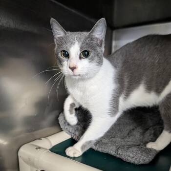Domestic Short Hair Cats Available for Adoption - Gilmore | PetCurious