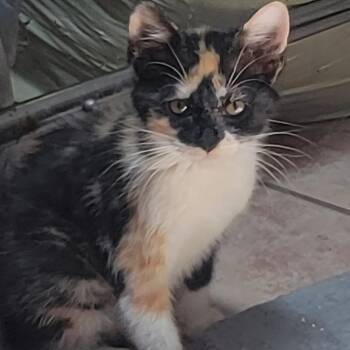 Callie -  Domestic Short Hair Cat for Adoption in Titusville, Florida - Callie | PetCurious