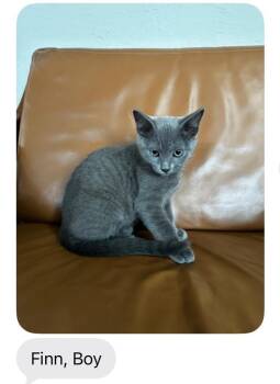 Finn -  Domestic Short Hair Cat for Adoption in Mustang, Oklahoma - Finn | PetCurious