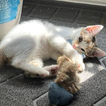 Marcy -  Domestic Short Hair Cat for Adoption in Fort Worth, Texas - Marcy | PetCurious