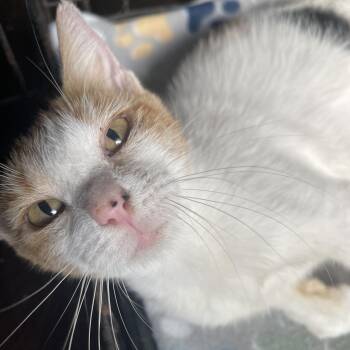 Sicily -  Domestic Short Hair Cat for Adoption in Liverpool, Texas - Sicily | PetCurious