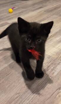 Domestic Short Hair Cats Available for Adoption - Fudge | PetCurious