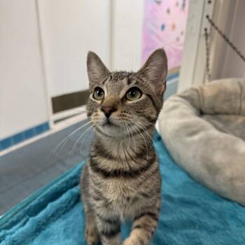 Rosie -  Tabby Cat for Adoption in Newport Beach, California - Rosie | PetCurious