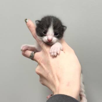 Domestic Short Hair Cats Available for Adoption in Spring Hill, Kansas - BW | PetCurious