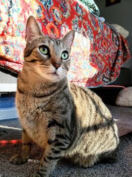 Rescue Tabby and Siamese Cats for Adoption in Austin, Texas - Bean The Queen | PetCurious