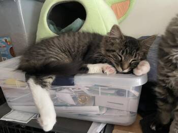 Mork -  Domestic Short Hair Cat for Adoption in St. Cloud, Minnesota - Mork | PetCurious