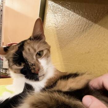 Ballerina -  Domestic Short Hair Cat for Adoption in Buffalo, New York - Ballerina | PetCurious
