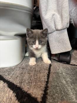 Millie Moon -  Domestic Long Hair Cat for Adoption in Cortland, New York - Millie Moon | PetCurious