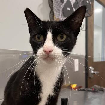 Squid -  Domestic Short Hair Cat for Adoption in Washburn, Missouri - Squid | PetCurious