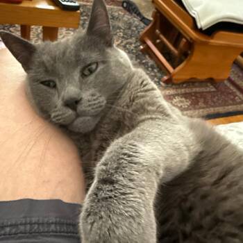 Alfredo C12174 -  Russian Blue and Domestic Short Hair Cat for Adoption - Alfredo C12174 | PetCurious
