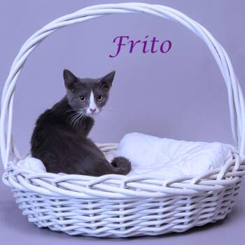Domestic Short Hair Cats Available for Adoption in Lebanon, Tennessee - Frito C26-115 | PetCurious