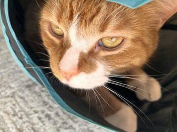 Red -  Domestic Short Hair Cat for Adoption in West Chester, Pennsylvania - Red | PetCurious