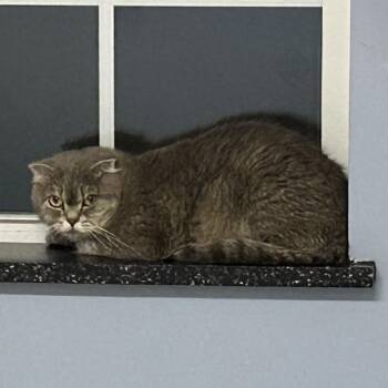 Macadamia -  Scottish Fold and Persian Cat for Adoption in Oyster Bay, New York - Macadamia | PetCurious