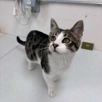 Carl Dean -  Domestic Short Hair and Tabby Cat for Adoption in Charles City, Iowa - Carl Dean | PetCurious