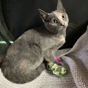 Rescue Domestic Short Hair Cats for Adoption in Los Angeles, California - Bel Air | PetCurious