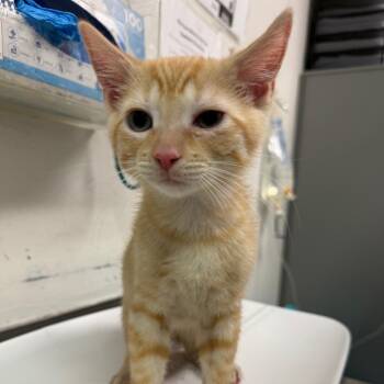 Lasagna Jones -  Domestic Short Hair Cat for Adoption in Charleston, West Virginia - Lasagna Jones | PetCurious