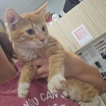 Ron -  Domestic Short Hair Cat for Adoption in Chattanooga, Tennessee - Ron | PetCurious
