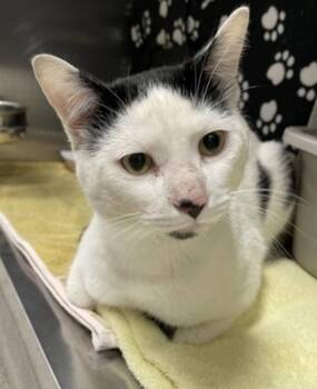 Toupee -  Domestic Short Hair Cat Available for Adoption in Wheaton, Illinois - Toupee | PetCurious