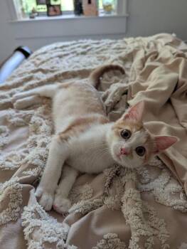 Curious Georgie -  Domestic Short Hair Cat for Adoption in Dallas, Texas - Curious Georgie | PetCurious