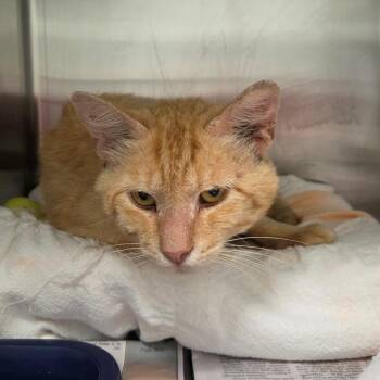 Johnny Ringo -  Domestic Short Hair Cat for Adoption in Chattanooga, Tennessee - Johnny Ringo | PetCurious