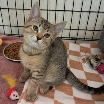 Rosie -  Domestic Short Hair Cat for Adoption in Concord, New Hampshire - Rosie | PetCurious