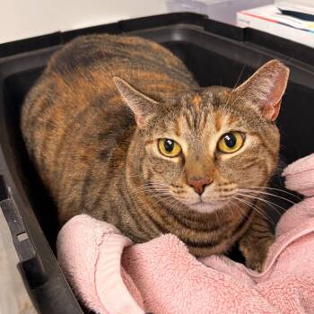 Tarot -  Domestic Short Hair Cat for Adoption in Mooresville, North Carolina - Tarot | PetCurious