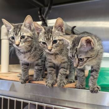 Rescue Domestic Short Hair Cats for Adoption in Spokane, Washington - Potion | PetCurious