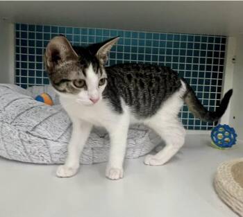 Peter Pan -  Domestic Short Hair Cat for Adoption in El Cajon, California - Peter Pan | PetCurious