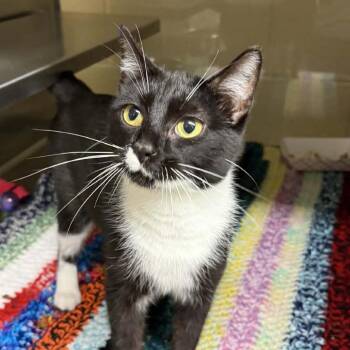 Domestic Short Hair Cats Available for Adoption in Concord, North Carolina - Fern | PetCurious