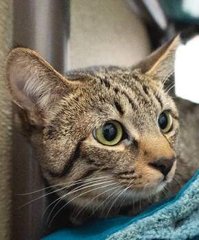 Domestic Short Hair Cats Available for Adoption - Mocha | PetCurious