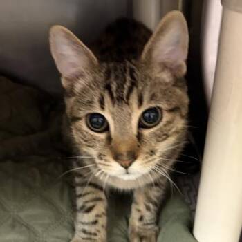 Rescue Domestic Short Hair Cats for Adoption in North Myrtle Beach, South Carolina - Mickey | PetCurious