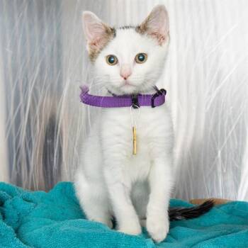 X RAY -  Domestic Short Hair Cat for Adoption in St. Louis, Missouri - X RAY | PetCurious