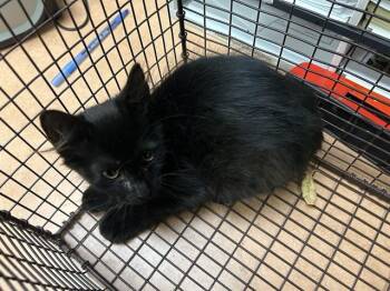 A926165 -  Domestic Medium Hair Cat for Adoption in Sacramento, California - A926165 | PetCurious
