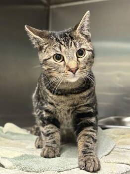 Domestic Short Hair Cats Available for Adoption - Eleven | PetCurious