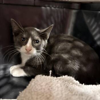 Domestic Medium Hair Cats Available for Adoption - Amato | PetCurious