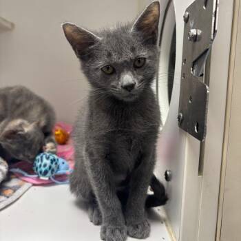 Freddy -  Domestic Short Hair Cat for Adoption in Gainesville, Florida - Freddy | PetCurious