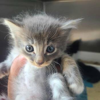 Rescue Domestic Long Hair Cats for Adoption in Hemet, California - Nelson | PetCurious