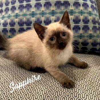 Siamese and Domestic Short Hair Cats Available for Adoption in Houston, Texas - Sapphire #gemstone-trio | PetCurious
