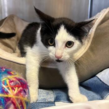 Napster -  Domestic Short Hair Cat for Adoption in Chehalis, Washington - Napster | PetCurious
