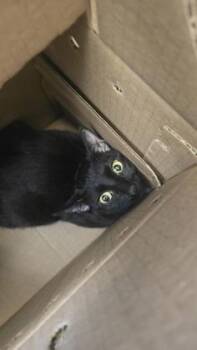 Little Mama -  Domestic Short Hair Cat for Adoption in Wichita, Kansas - Little Mama | PetCurious
