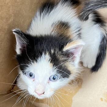 Rama -  Domestic Short Hair Cat for Adoption in Philadelphia, Pennsylvania - Rama | PetCurious