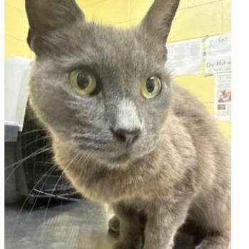 Gabby -  Domestic Short Hair Cat for Adoption in New York, New York - Gabby | PetCurious