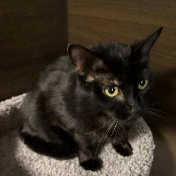 Domestic Short Hair Cats Available for Adoption in Buffalo, New York - Ollie | PetCurious