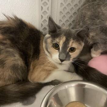 Polliwog -  Domestic Short Hair Cat for Adoption in Binghamton, New York - Polliwog | PetCurious