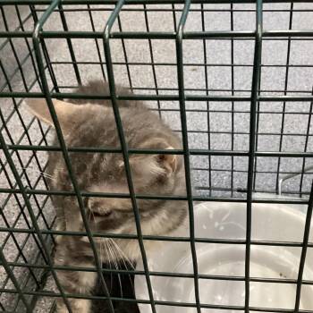 Harwell 1 -  Domestic Short Hair Cat for Adoption in Montgomery, Alabama - Harwell 1 | PetCurious