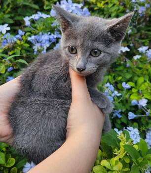 Rescue Domestic Short Hair Cats for Adoption in Brooksville, Florida - Cloudie | PetCurious