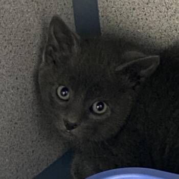 Kid Curry -  Domestic Short Hair Cat for Adoption in Sheridan, Wyoming - Kid Curry | PetCurious