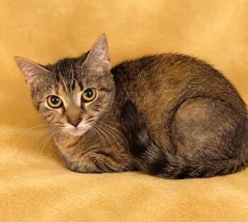 TukTuk -  Domestic Short Hair Cat for Adoption in Columbia, Tennessee - TukTuk | PetCurious