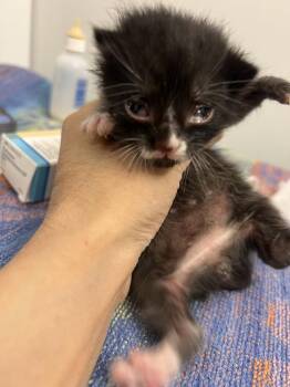 Cosmo (Zee) -  Domestic Short Hair Cat Available for Adoption in New York, New York - Cosmo (Zee) | PetCurious
